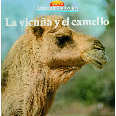 La vicuña y el camello