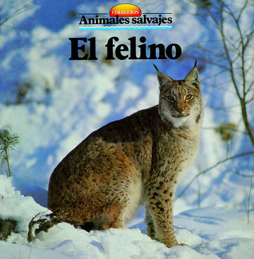 El felino