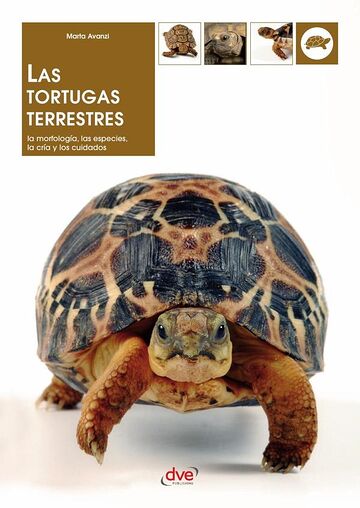 Las tortugas terrestres