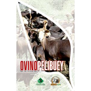Ovino pelibuey