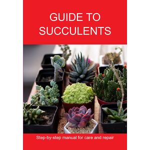 Guide To Succulents