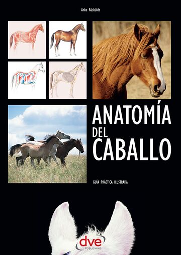 Anatomía del caballo: Guía...