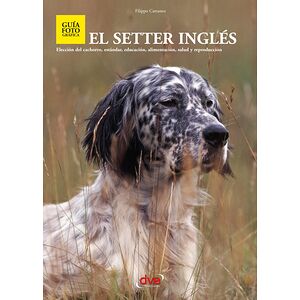 El setter ingles
