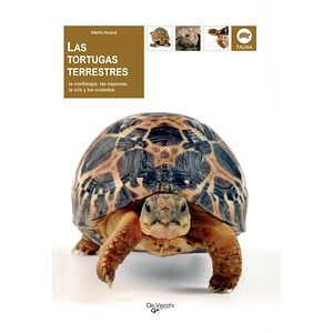 Las tortugas terrestres