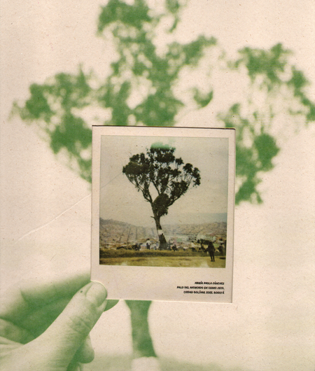 Portada de PALO DEL AHORCADO DE LA RAIZ A LA RESISTENCIA + VIOLETA ECHO RAICES EN LA MONTAÑA